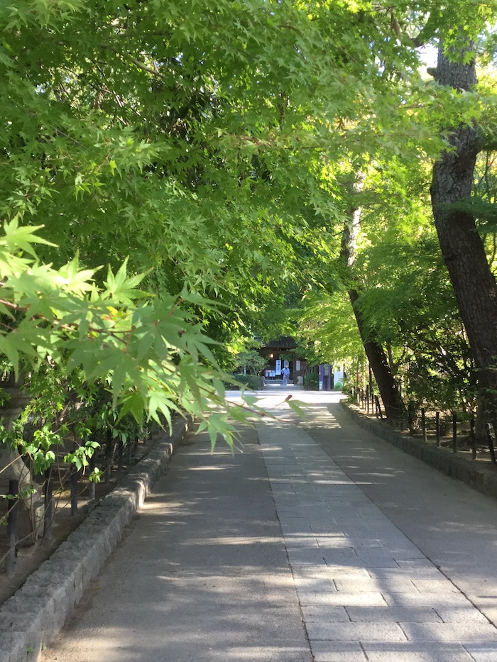 宇治上神社 紅葉を待つ紅葉 朝の光